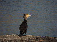 It's hot. isn't it? I managed to go really close to this cormorant without disturbing it.  Geotagged,Great Cormorant,Italy,Phalacrocorax carbo,Spring