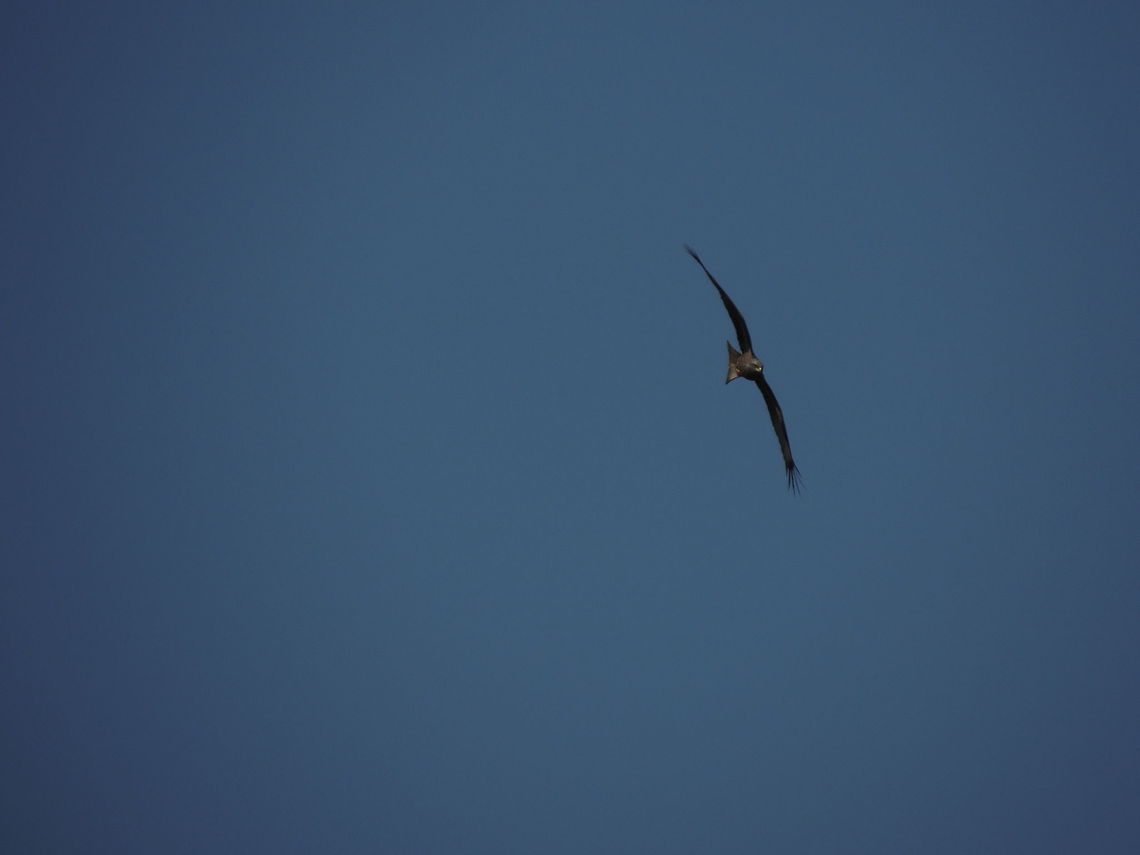 Black kite the kite before starting the hunt<br />
<figure class="photo"><a href="https://www.jungledragon.com/image/27761/lunch_time.html" title="lunch time"><img src="https://s3.amazonaws.com/media.jungledragon.com/images/725/27761_thumb.JPG?AWSAccessKeyId=05GMT0V3GWVNE7GGM1R2&Expires=1770854410&Signature=Qc5gXc7Penvgl0cJmwVvzUZnQG4%3D" width="200" height="150" alt="lunch time it was 12 o'clock and I was searching for something to photograph suddenly a black kite flew over my head. I was fascianted because it was really close! Then the bird flew toward a tree whre two hooded crows were resting. The crows flew away but the kite was too close. After some aerobatics the kite isolated one crow and chased it down. I was amazed because I tought that a crow was too big for a kite but I was wrong.<br />
I know that this photo isn't beautiful but I uploaded it beacuse of the story that tells. Black kite,Geotagged,Hooded Crow,Italy,Milvus migrans,Spring,hunting birds" /></a></figure> Black kite,Geotagged,Italy,Milvus migrans,Spring