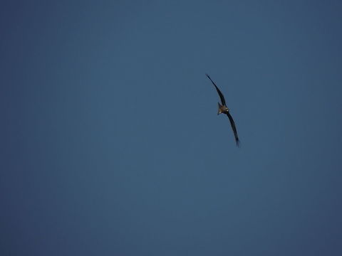 Black kite the kite before starting the hunt
http://www.jungledragon.com/image/27761/dscn3628.html Black kite,Geotagged,Italy,Milvus migrans,Spring