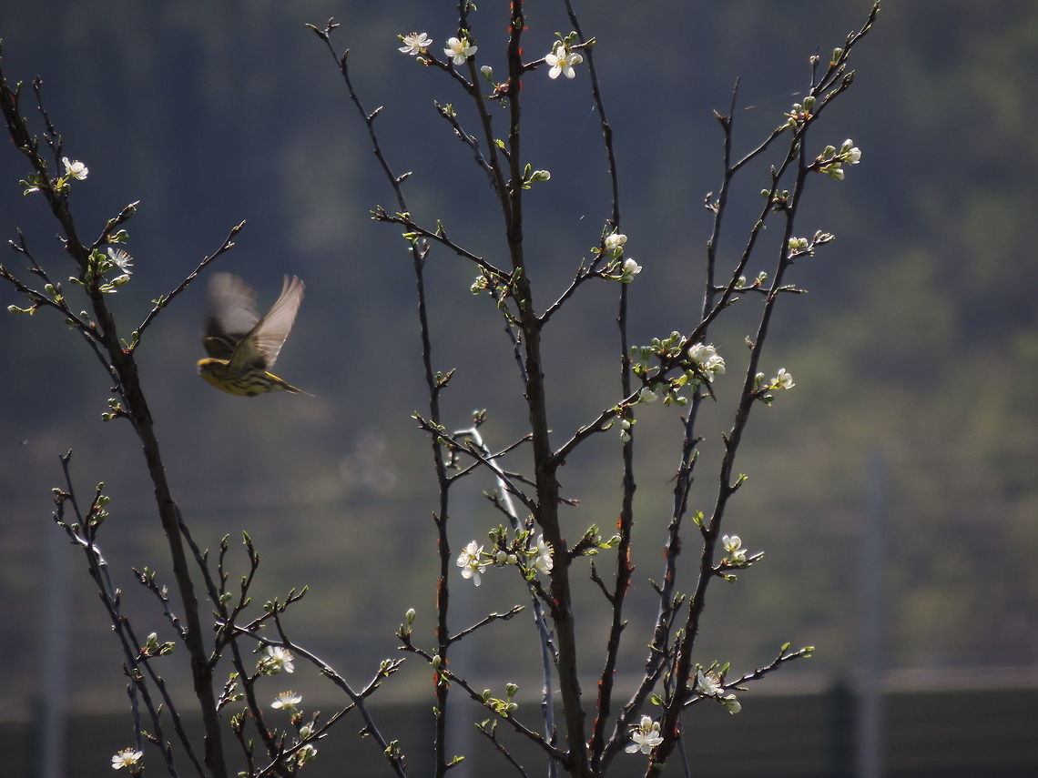 european serin flying It&#039;s the first time that I see this bird and I discovered that it was a new bird for me only when I returned home and saw the photos that I took.. it was a surprise because I tought that i had photograped a european goldfinch! European serin,Geotagged,Italy,Serinus serinus,Spring,flying