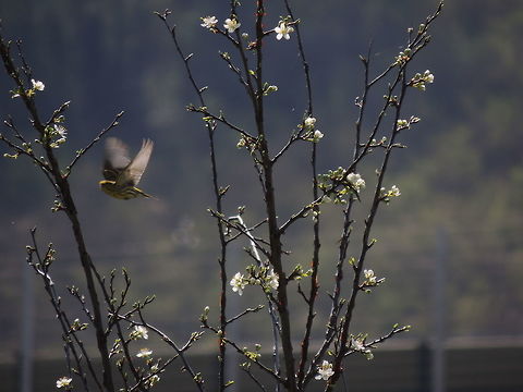 european serin flying It's the first time that I see this bird and I discovered that it was a new bird for me only when I returned home and saw the photos that I took.. it was a surprise because I tought that i had photograped a european goldfinch! European serin,Geotagged,Italy,Serinus serinus,Spring,flying