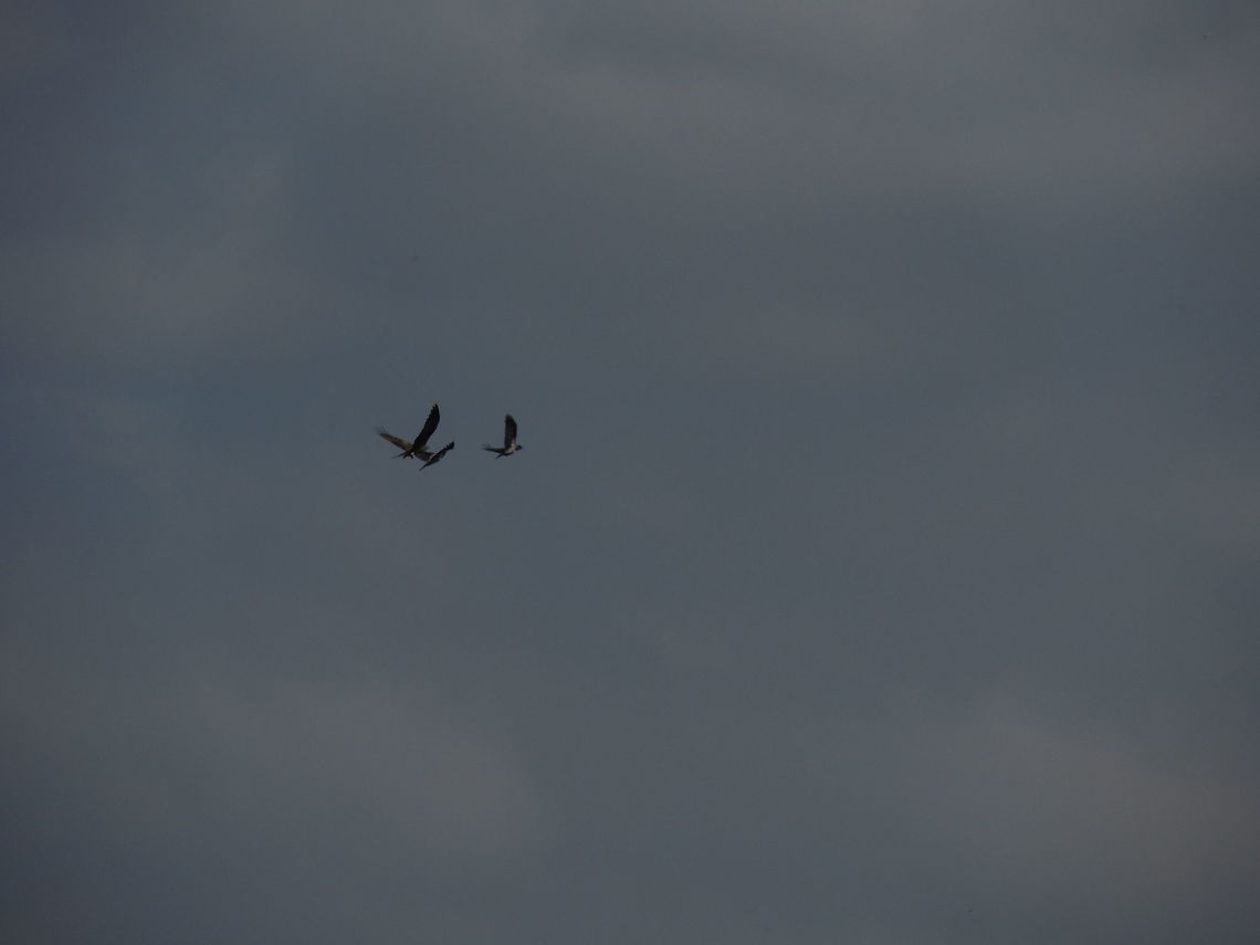 lunch time it was 12 o'clock and I was searching for something to photograph suddenly a black kite flew over my head. I was fascianted because it was really close! Then the bird flew toward a tree whre two hooded crows were resting. The crows flew away but the kite was too close. After some aerobatics the kite isolated one crow and chased it down. I was amazed because I tought that a crow was too big for a kite but I was wrong.<br />
I know that this photo isn't beautiful but I uploaded it beacuse of the story that tells. Black kite,Geotagged,Hooded Crow,Italy,Milvus migrans,Spring,hunting birds