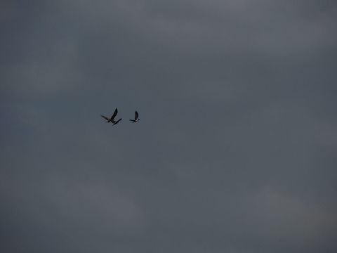 lunch time it was 12 o'clock and I was searching for something to photograph suddenly a black kite flew over my head. I was fascianted because it was really close! Then the bird flew toward a tree whre two hooded crows were resting. The crows flew away but the kite was too close. After some aerobatics the kite isolated one crow and chased it down. I was amazed because I tought that a crow was too big for a kite but I was wrong.
I know that this photo isn't beautiful but I uploaded it beacuse of the story that tells. Black kite,Geotagged,Hooded Crow,Italy,Milvus migrans,Spring,hunting birds