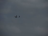 lunch time it was 12 o'clock and I was searching for something to photograph suddenly a black kite flew over my head. I was fascianted because it was really close! Then the bird flew toward a tree whre two hooded crows were resting. The crows flew away but the kite was too close. After some aerobatics the kite isolated one crow and chased it down. I was amazed because I tought that a crow was too big for a kite but I was wrong.<br />
I know that this photo isn't beautiful but I uploaded it beacuse of the story that tells. Black kite,Geotagged,Hooded Crow,Italy,Milvus migrans,Spring,hunting birds