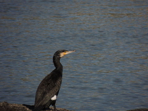 Great cormorant I have a doubt because I saw that this cormorant has a white spot on the leg and the other cormorant hasn't.http://www.jungledragon.com/image/27755/its_hot._isnt_it.html
Why? It is possible that the cormorant has the white spot and it's possible that it doesn't has the spot? Or simply In the second one the spot isn't visible? Geotagged,Great Cormorant,Italy,Phalacrocorax carbo,Spring