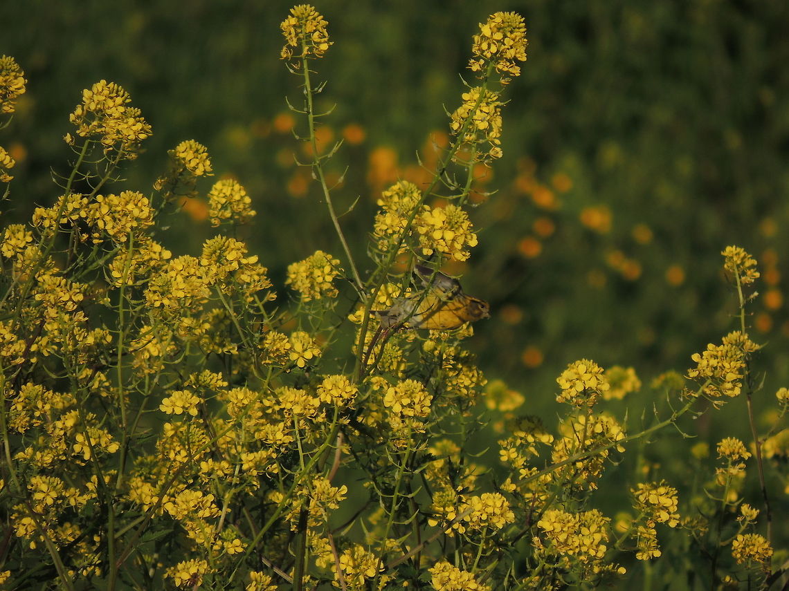Yellow!  European serin,Geotagged,Italy,Serinus serinus,Spring,yellow