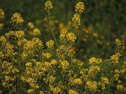 Yellow!  European serin,Geotagged,Italy,Serinus serinus,Spring,yellow