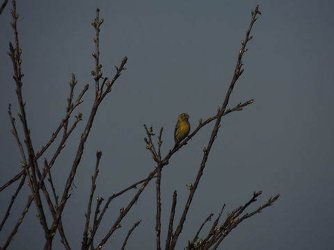 European serin on a branch  European serin,Geotagged,Italy,Serinus serinus,Spring