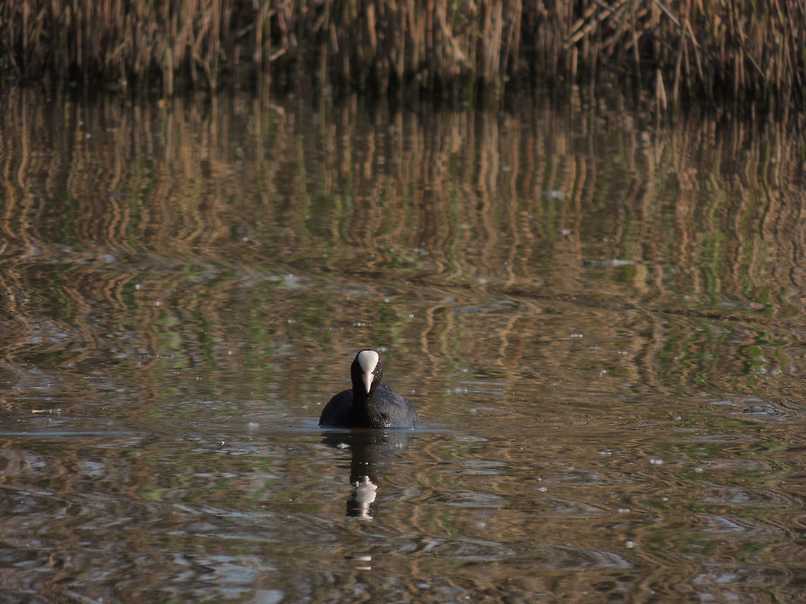 Swimming towards you  Eurasian Coot,Fulica atra,Geotagged,Spring