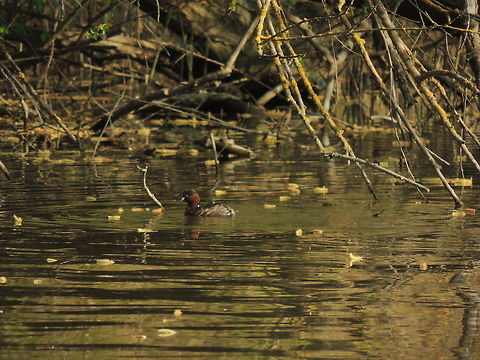 A place full of quiet  Geotagged,Italy,Little Grebe,Spring,Tachybaptus ruficollis
