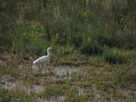 walking in the grass  Egretta garzetta,Geotagged,Little Egret,Spring