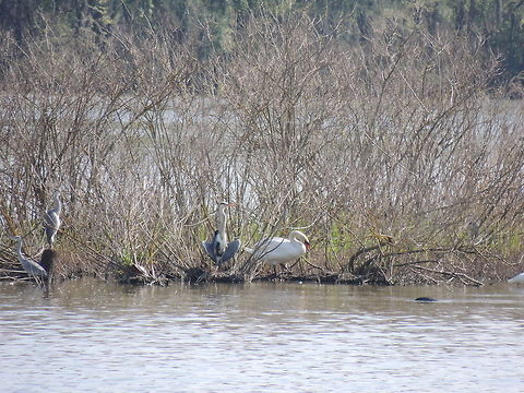 the kung fu master i like the funny pose of this heron it seems to me a kung fu master ! :) Ardea cinerea,Geotagged,Grey Heron,Mute Swan,Spring