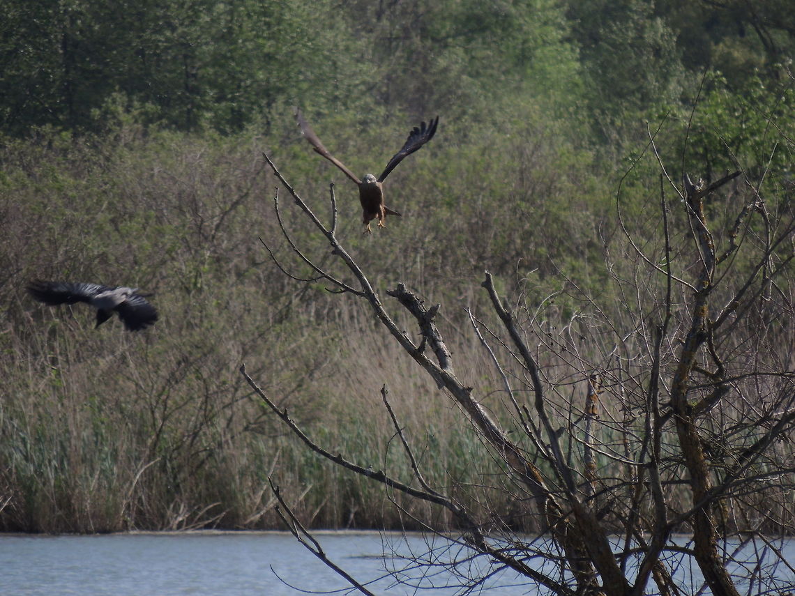 Territorial fight This black kite was sitting on this branch when a couple of hooded crows arrived. they wanted to stay on that branch. Initially the kite   managed to chase the two bird away. But at the end the ird of prey lost the battle and the crows sitted on THAT branch. I was surprised becase I tought that the crows had no chance against the kite! Black kite,Geotagged,Hooded Crow,Italy,Milvus migrans,Spring