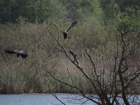 Territorial fight This black kite was sitting on this branch when a couple of hooded crows arrived. they wanted to stay on that branch. Initially the kite   managed to chase the two bird away. But at the end the ird of prey lost the battle and the crows sitted on THAT branch. I was surprised becase I tought that the crows had no chance against the kite! Black kite,Geotagged,Hooded Crow,Italy,Milvus migrans,Spring