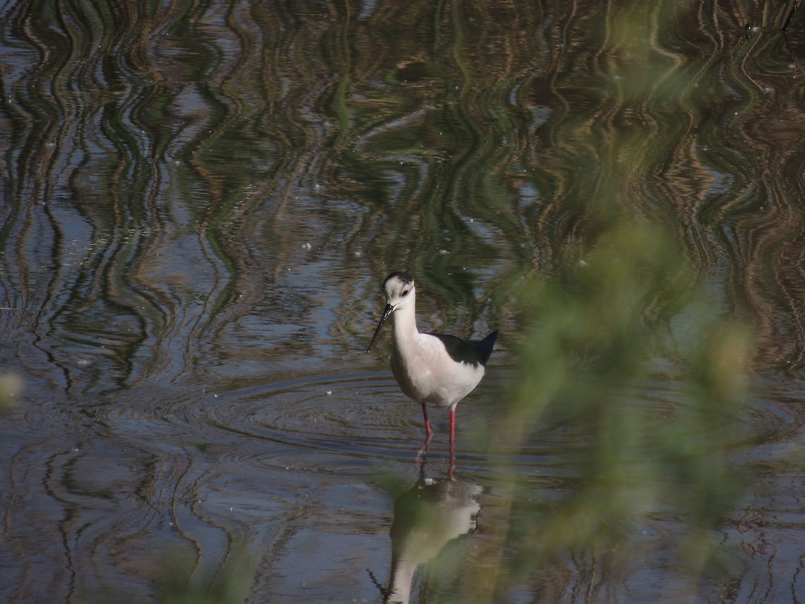 black-wnged stit male It was a big surprise today! I was walking in Alviano's wwf oasis and I found a group of six black-winged stit. They are really rare and it's the first time that I see them in 4 years that I frequent this place. Black-winged Stilt,Geotagged,Himantopus himantopus,Italy,Spring