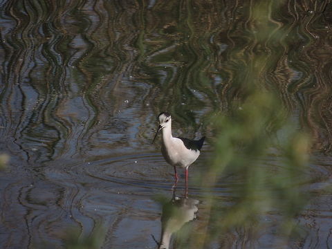 black-wnged stit male It was a big surprise today! I was walking in Alviano's wwf oasis and I found a group of six black-winged stit. They are really rare and it's the first time that I see them in 4 years that I frequent this place. Black-winged Stilt,Geotagged,Himantopus himantopus,Italy,Spring