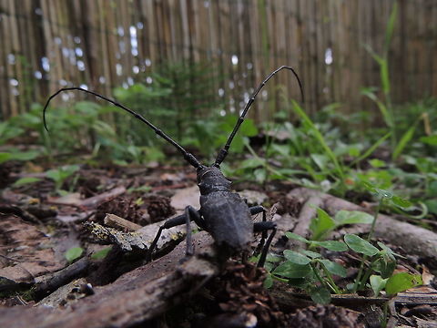 Morimus asper  Geotagged,Italy,Morimus asper,Spring,morimus asper