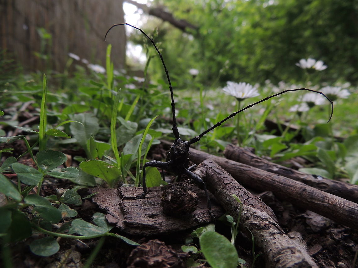 morimus asper front view this was an unespected encounter. I was walking when I saw it that immediatly raised its antennas. Geotagged,Italy,Morimus asper,Spring,morimus asper