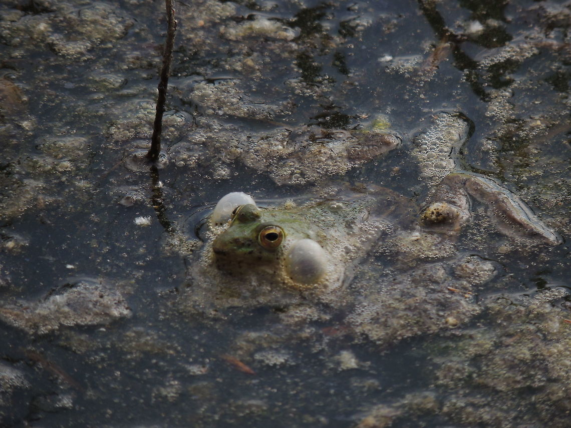 singing A marsh frog singing for the supremacy. Geotagged,Italy,Marsh Frog,Pelophylax ridibundus,Spring
