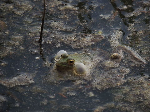 singing A marsh frog singing for the supremacy. Geotagged,Italy,Marsh Frog,Pelophylax ridibundus,Spring