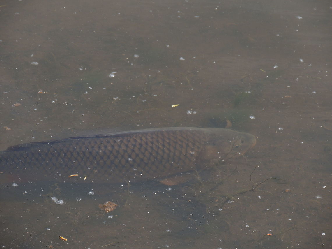 common carp in this period of the year the carps swim in the low water and whit their caudal fins move the backdrop. it easy to see them fight. Common carp,Cyprinus carpio,Geotagged,Italy,Spring