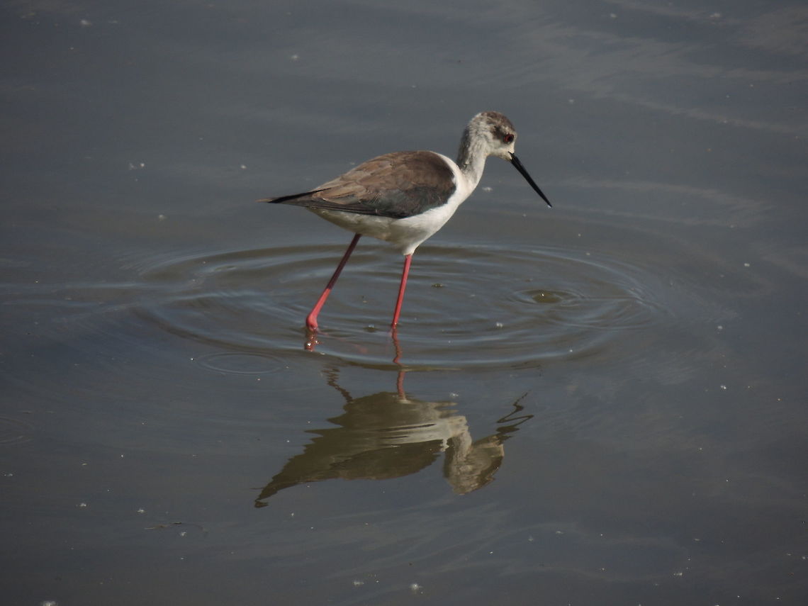 italian knight the italian name is cavaliere d'italia that means italian knight Black-winged Stilt,Geotagged,Himantopus himantopus,Italy,Spring