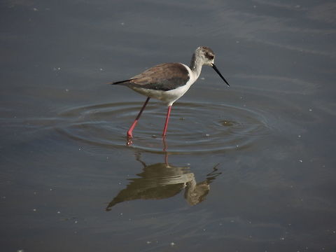 italian knight the italian name is cavaliere d'italia that means italian knight Black-winged Stilt,Geotagged,Himantopus himantopus,Italy,Spring