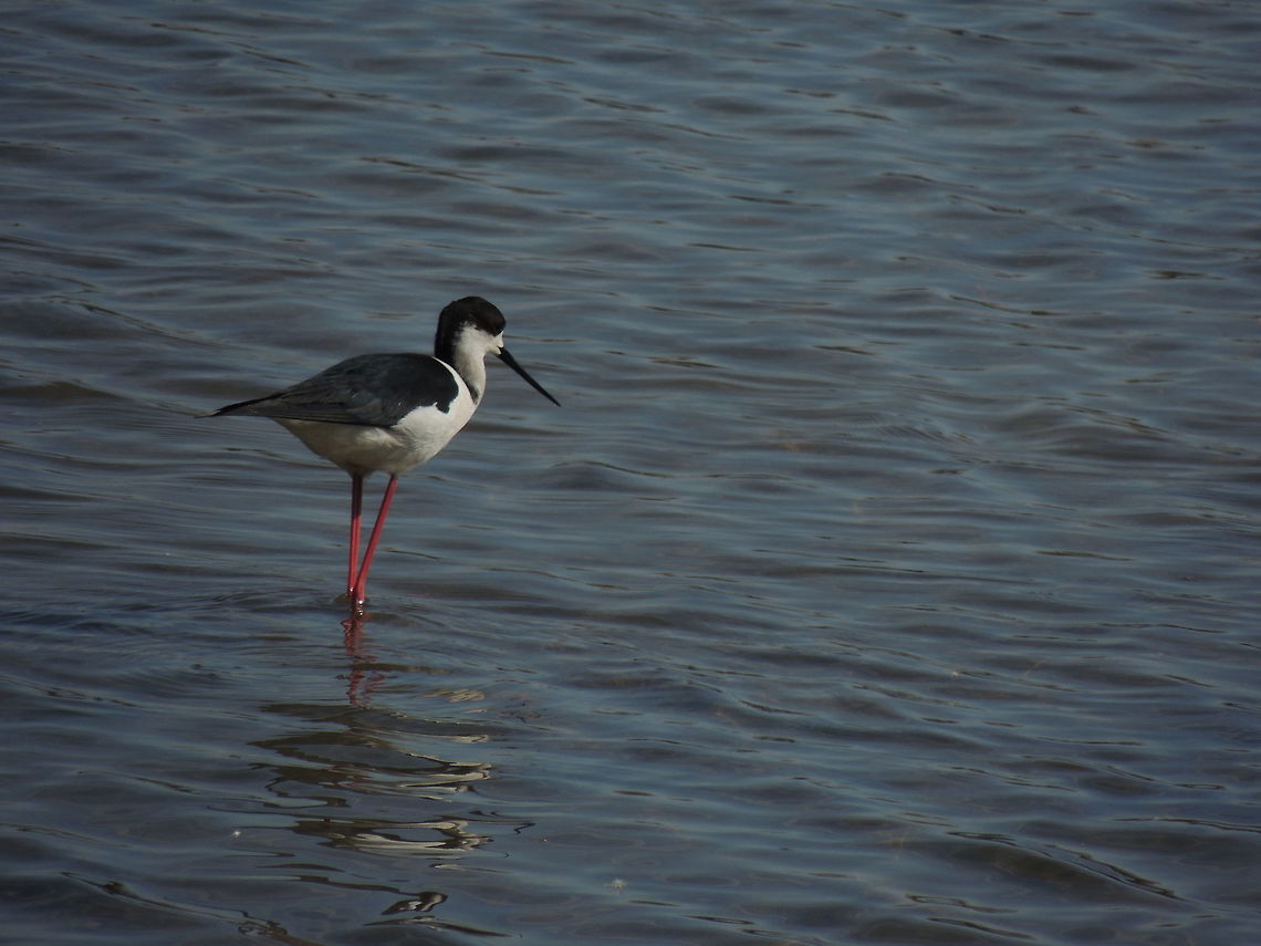 Pure black this black is a characteristic of an adult male. The femals' head is white and the juveniles' head is grey Black-winged Stilt,Geotagged,Himantopus himantopus,Italy,Spring