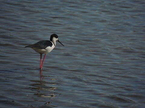 Pure black this black is a characteristic of an adult male. The femals' head is white and the juveniles' head is grey Black-winged Stilt,Geotagged,Himantopus himantopus,Italy,Spring