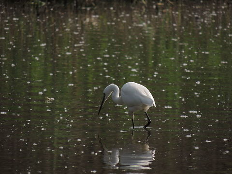 Reflections  Egretta garzetta,Geotagged,Italy,Little Egret,Spring