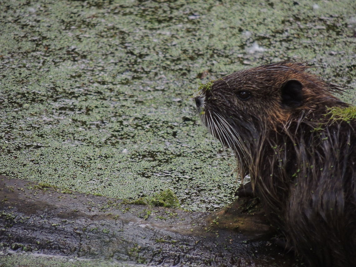 Baby nutria close up This little nutria was in a pond with it&#039;s two brothers  Coypu,Geotagged,Italy,Myocastor coypus,Spring