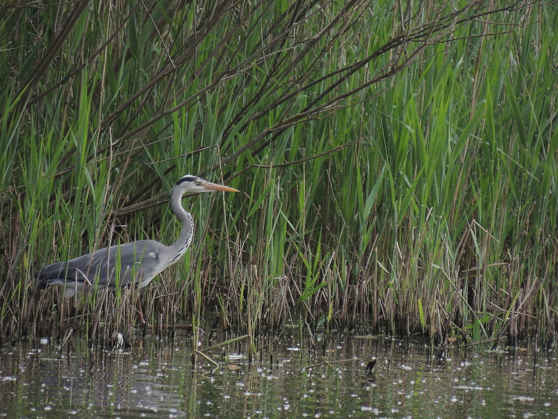 Emerging from the vegetation  Ardea cinerea,Geotagged,Grey Heron,Italy,Spring