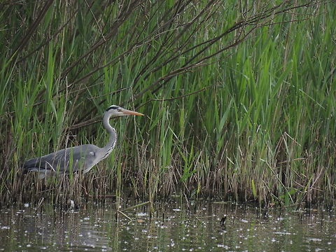 Emerging from the vegetation  Ardea cinerea,Geotagged,Grey Heron,Italy,Spring