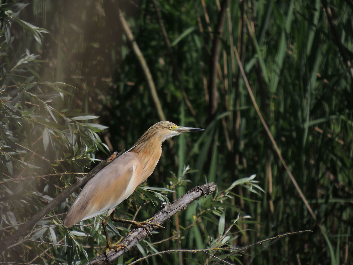 Squacco heron It was the first time that this little heron came so close to me! I was very excited and I took this photo  Ardeola ralloides,Geotagged,Italy,Spring,Squacco Heron