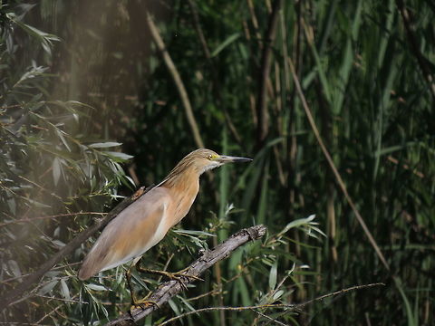 Squacco heron It was the first time that this little heron came so close to me! I was very excited and I took this photo  Ardeola ralloides,Geotagged,Italy,Spring,Squacco Heron