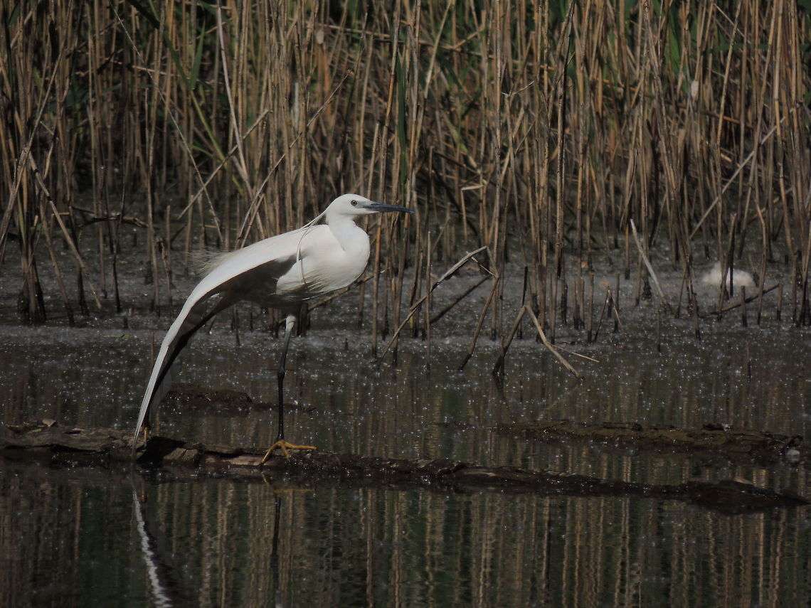 yoga time I like when birds stretches their wings and legs because I think they beome funny! Egretta garzetta,Geotagged,Italy,Little Egret,Spring
