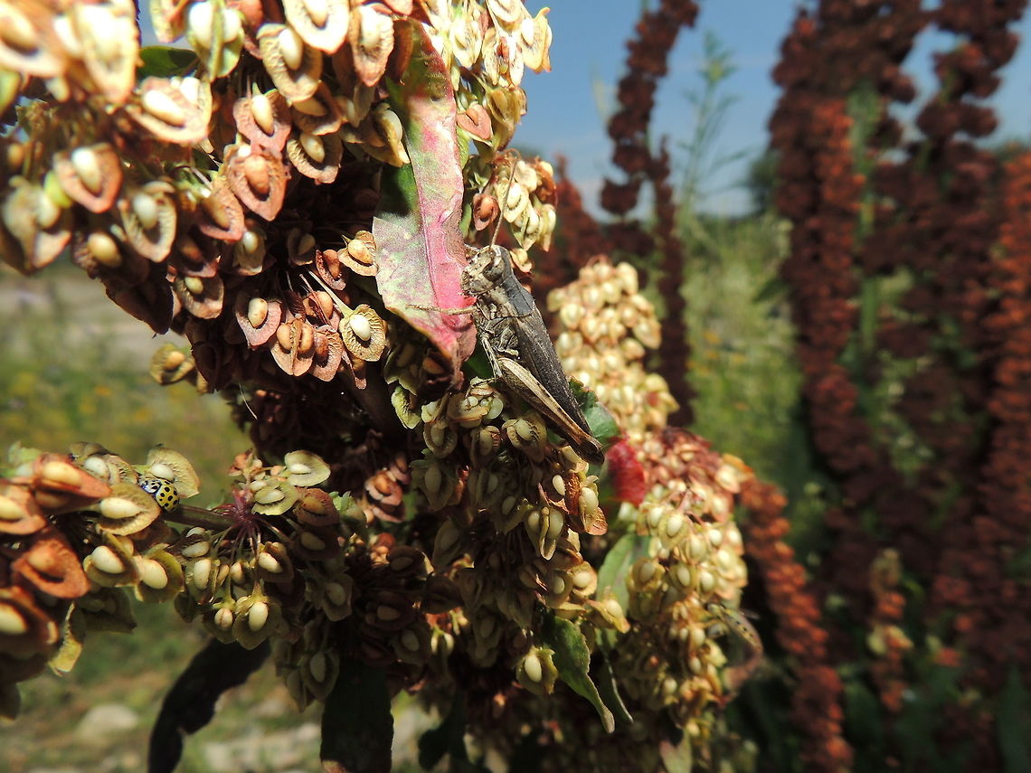 surprise! I was taking a photo to this grasshopper but only when I watched this photo again I discovered the little yellow ladybug! Flowers,Geotagged,Grasshopper,Insects,Italy,Ladybug,Psyllobora vigintiduopunctata,Spring,Wildflowers