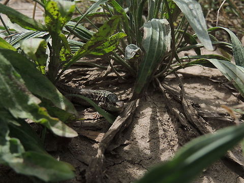 In to the... jungle  Common wall lizard,Geotagged,Italy,Podarcis muralis,Spring