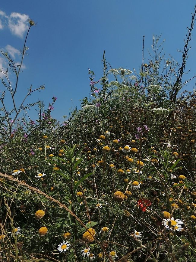 Explosion of flowers  Geotagged,Italy,flower,spring,wildflower