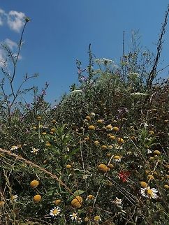 Explosion of flowers  Geotagged,Italy,flower,spring,wildflower