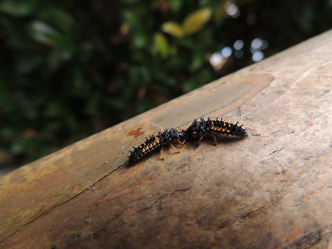 Harmonia axyridis I was in my garden this moring when I saw some movements on a tree. I approached the tree and I discovered thet there wewre a lot of small insects balck and yellow walking up and down on the trunk, some stayed still under the foliage. I was curious to know what insects they were so I made some researches on the web and I discovered that those insect where ladybug larvae; I was amazed because I would never hav imagined that ladybugs' larvae where like this . I returned to the tree to observe the insects again and this time I even discovered that there where some larvae in metamorphosis!  Harlequin ladybird,Harmonia axyridis,Italy,Ladybug,Larvae,spring