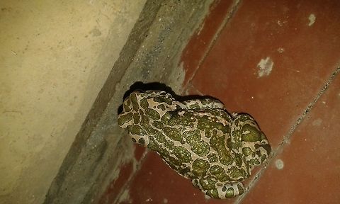 Bufo viridis I took this photo with the smartphone so it's not so good and I can't correct it's rotation Bufo viridis,European green toad,Geotagged,Italy,Pseudepidalea viridis,Summer