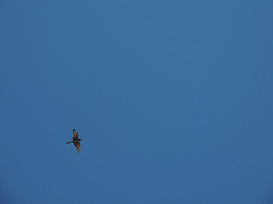 A rainbow in the sky  European bee-eater,Geotagged,Italy,Merops apiaster,Summer