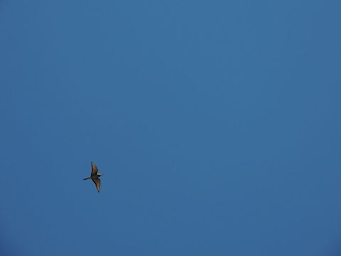 A rainbow in the sky  European bee-eater,Geotagged,Italy,Merops apiaster,Summer