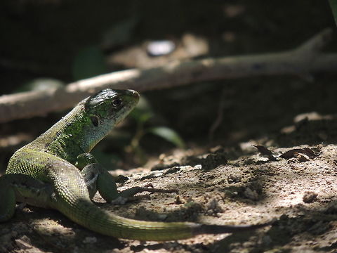 Western green lizard  Geotagged,Italy,Lacerta bilineata,Summer,Western Green Lizard