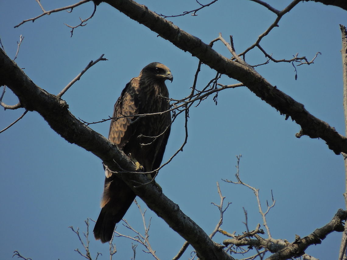 Black kite  Black kite,Geotagged,Italy,Milvus migrans,Summer