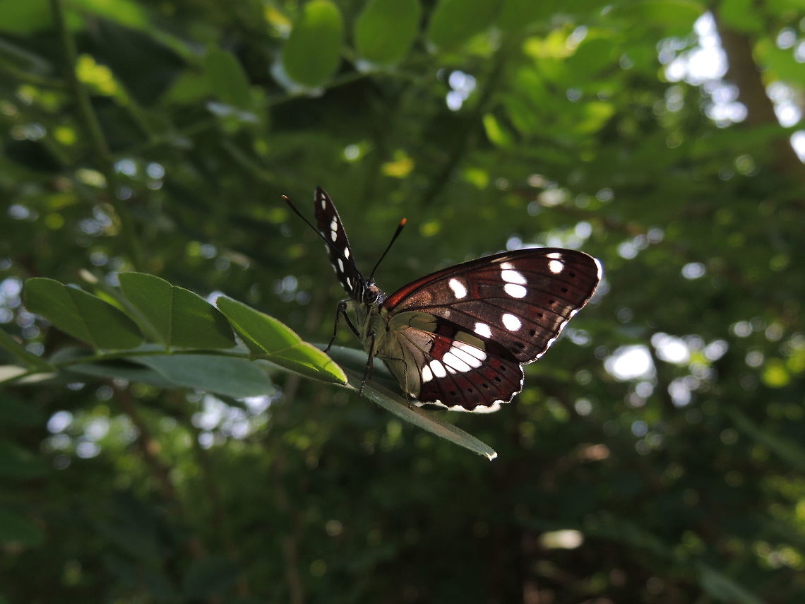 A colorful butterfly  Geotagged,Italy,Limenitis reducta,Southern White Admiral,Summer