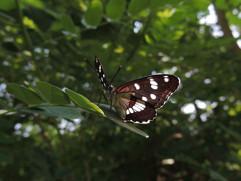 A colorful butterfly  Geotagged,Italy,Limenitis reducta,Southern White Admiral,Summer
