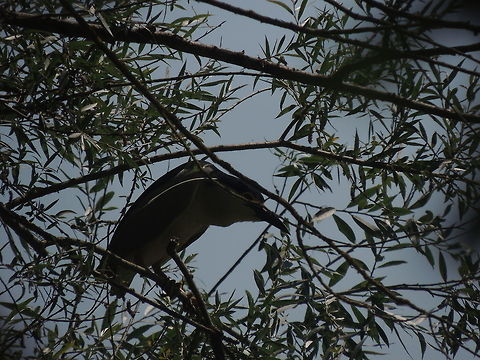 Night heron hiding  Black-crowned night heron,Geotagged,Italy,Nycticorax nycticorax,Summer