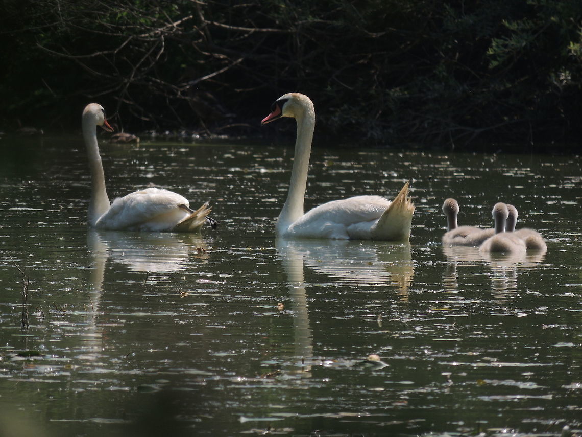 Happy family  Cygnus olor,Geotagged,Italy,Mute Swan,Summer